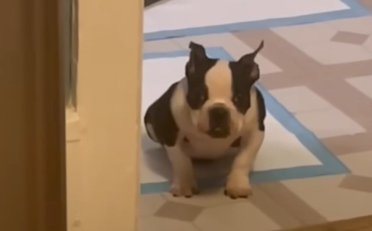 tiny dog in house
