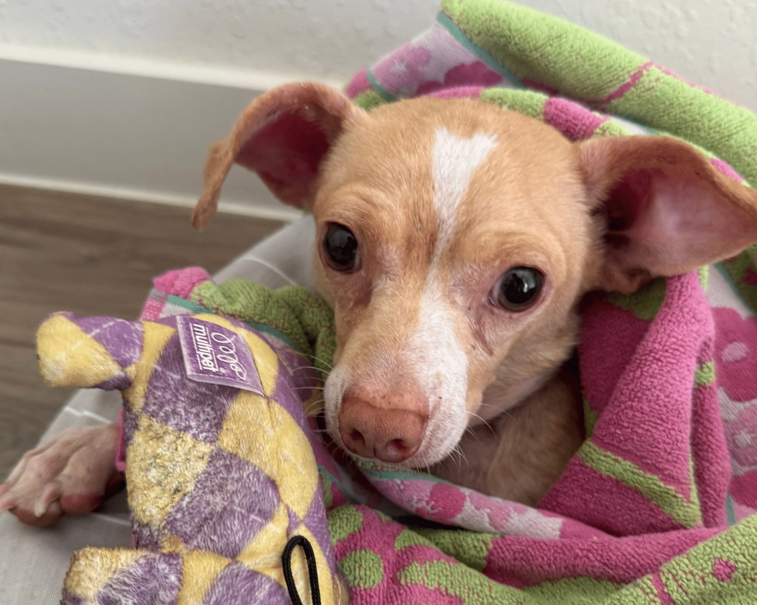 tiny dog under blanket