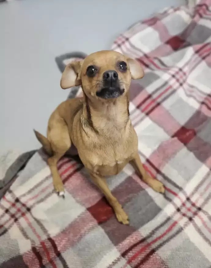 tiny dog