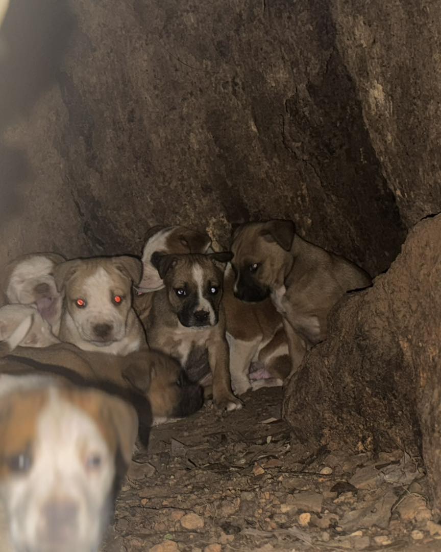 tiny puppies