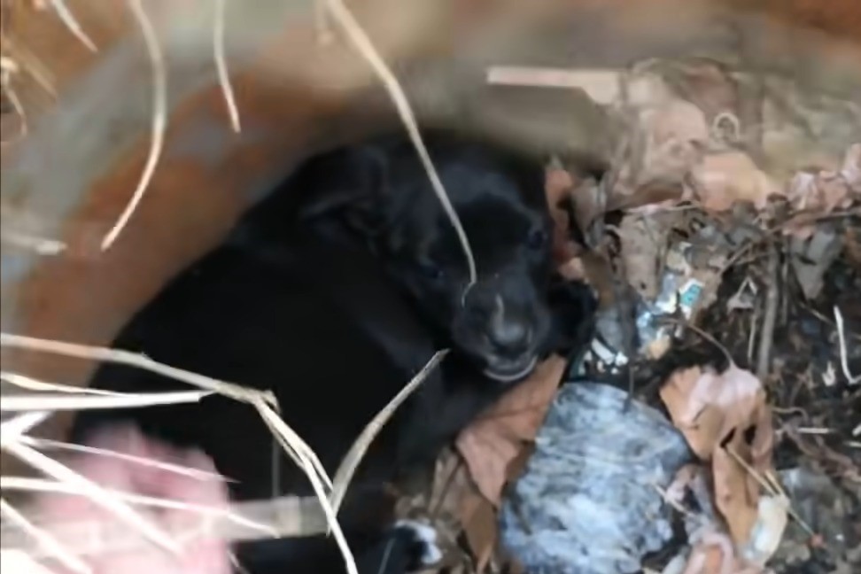 tiny puppy