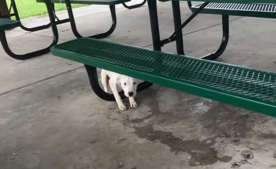 tiny white dog