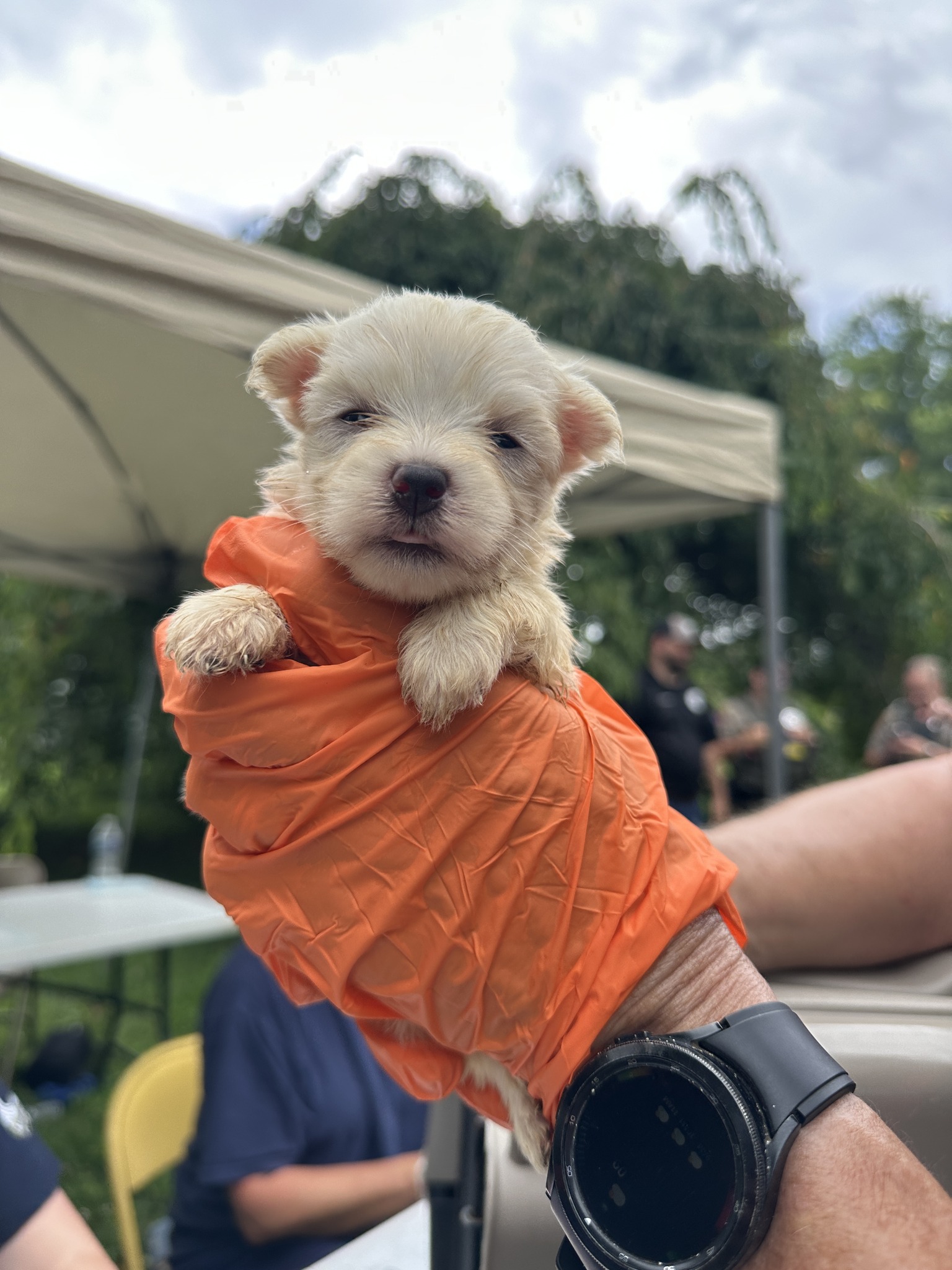 tiny white dog