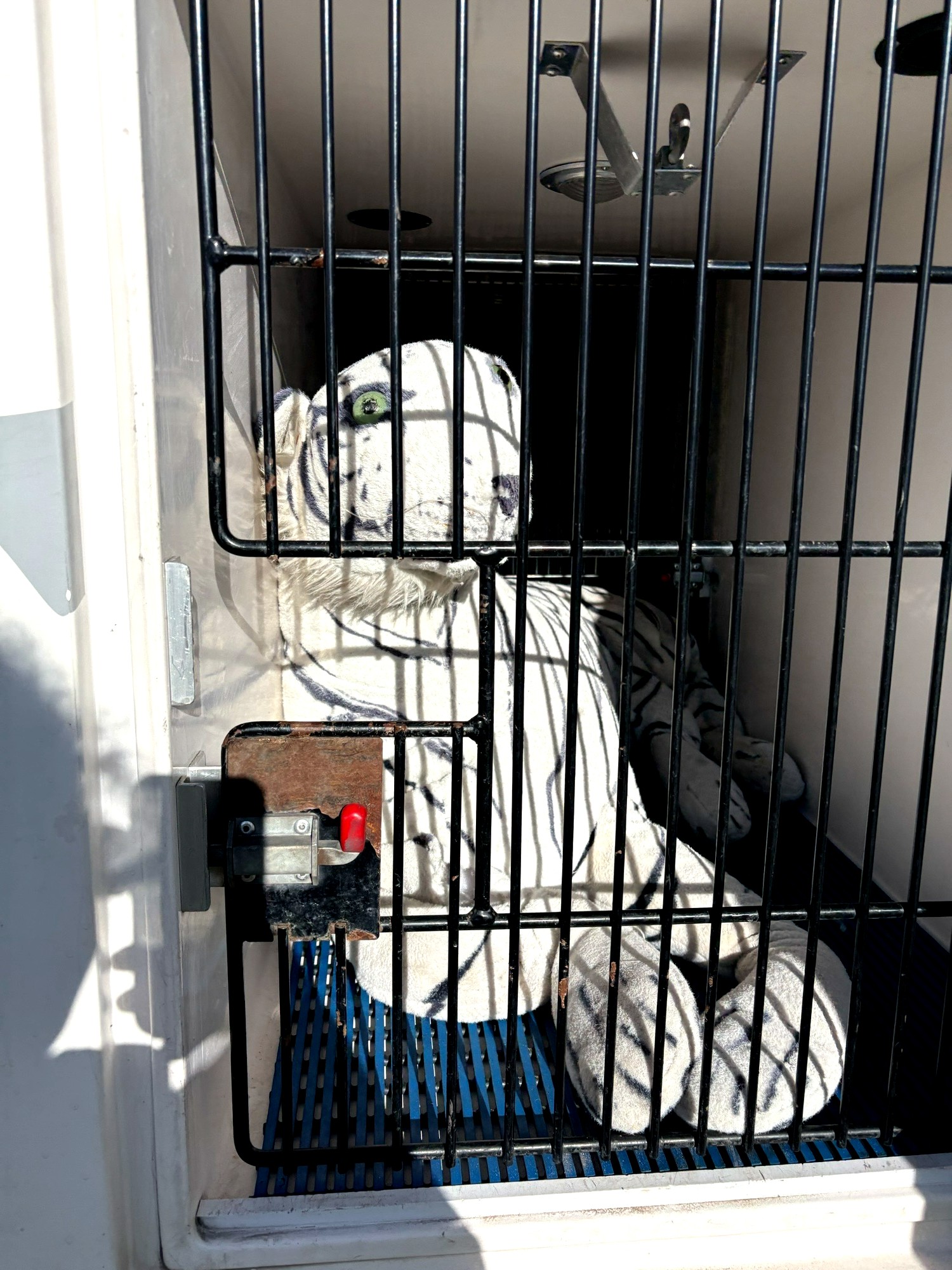 toy in crate