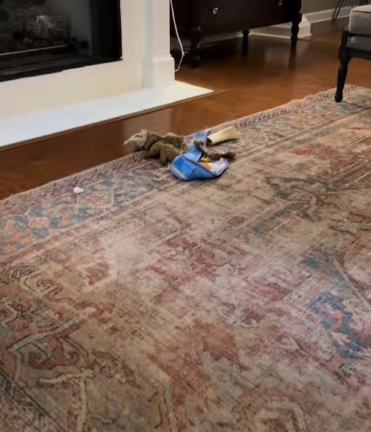 trash on rug