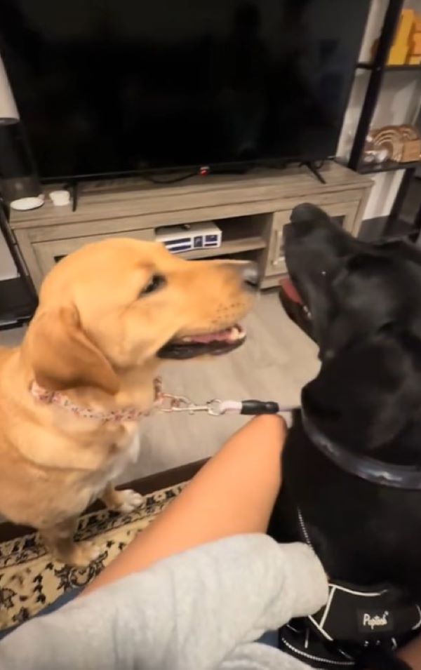 two adopted dogs