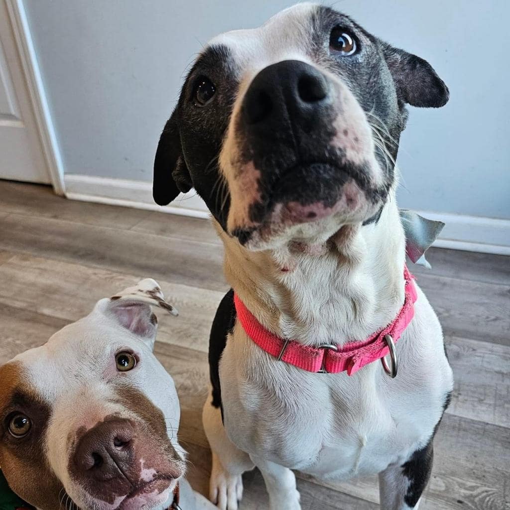 two adorable dogs
