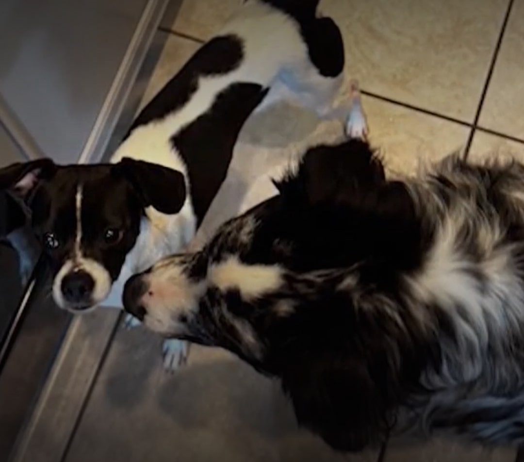 two beautiful dogs