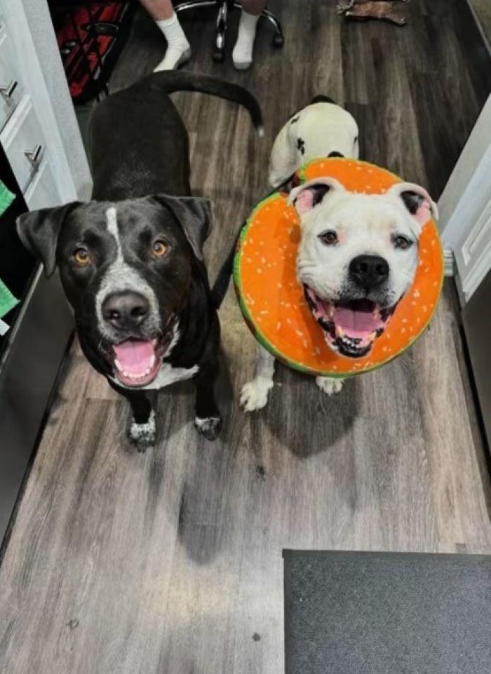 two cute dogs
