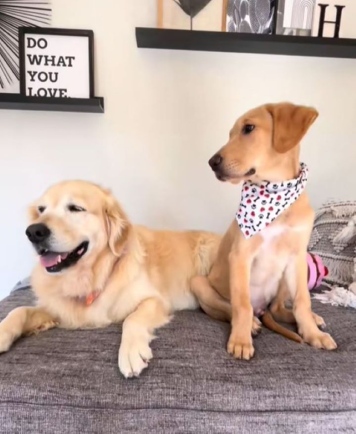 two cute dogs laying together