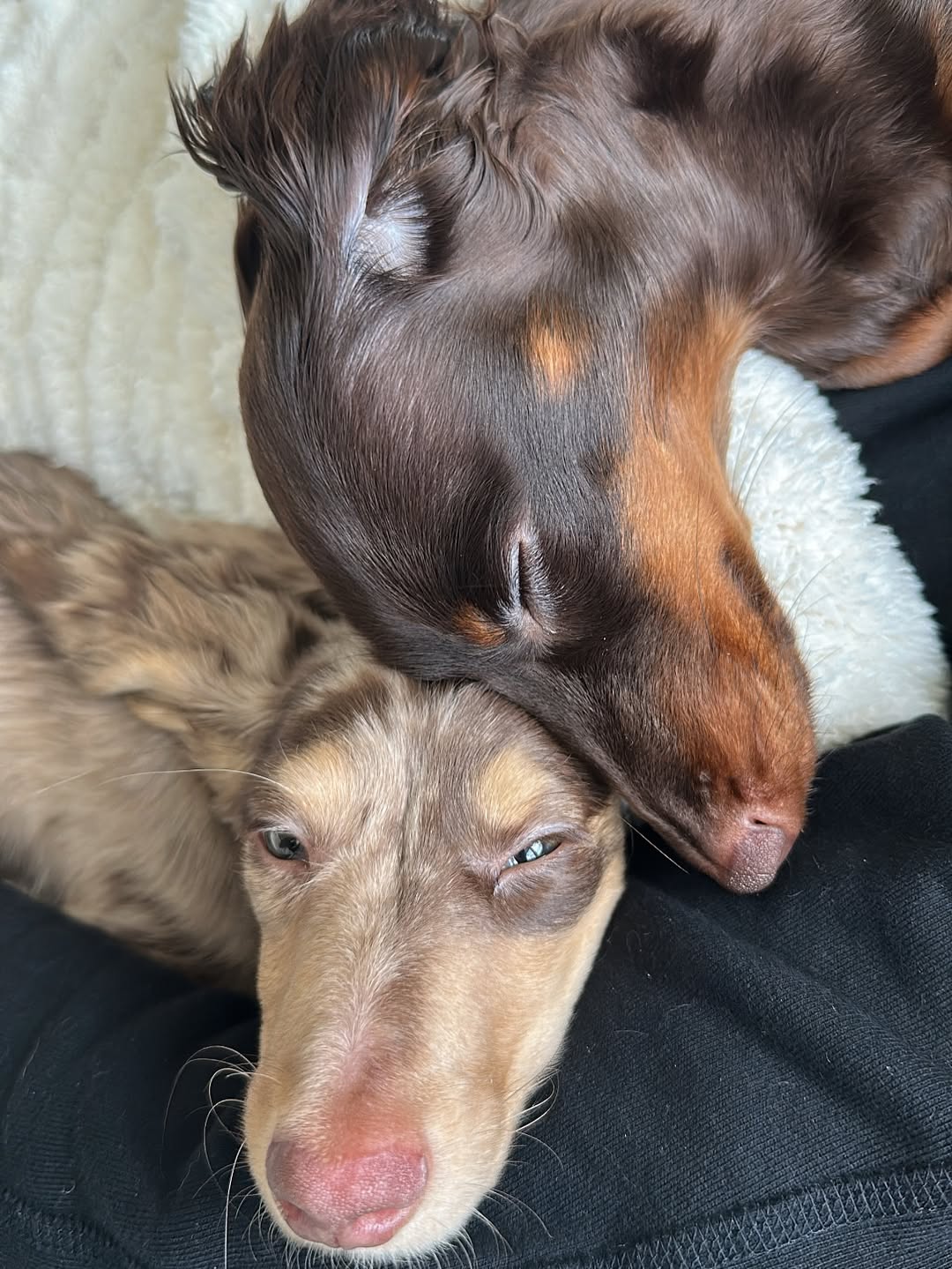 two dachshunds sleeping