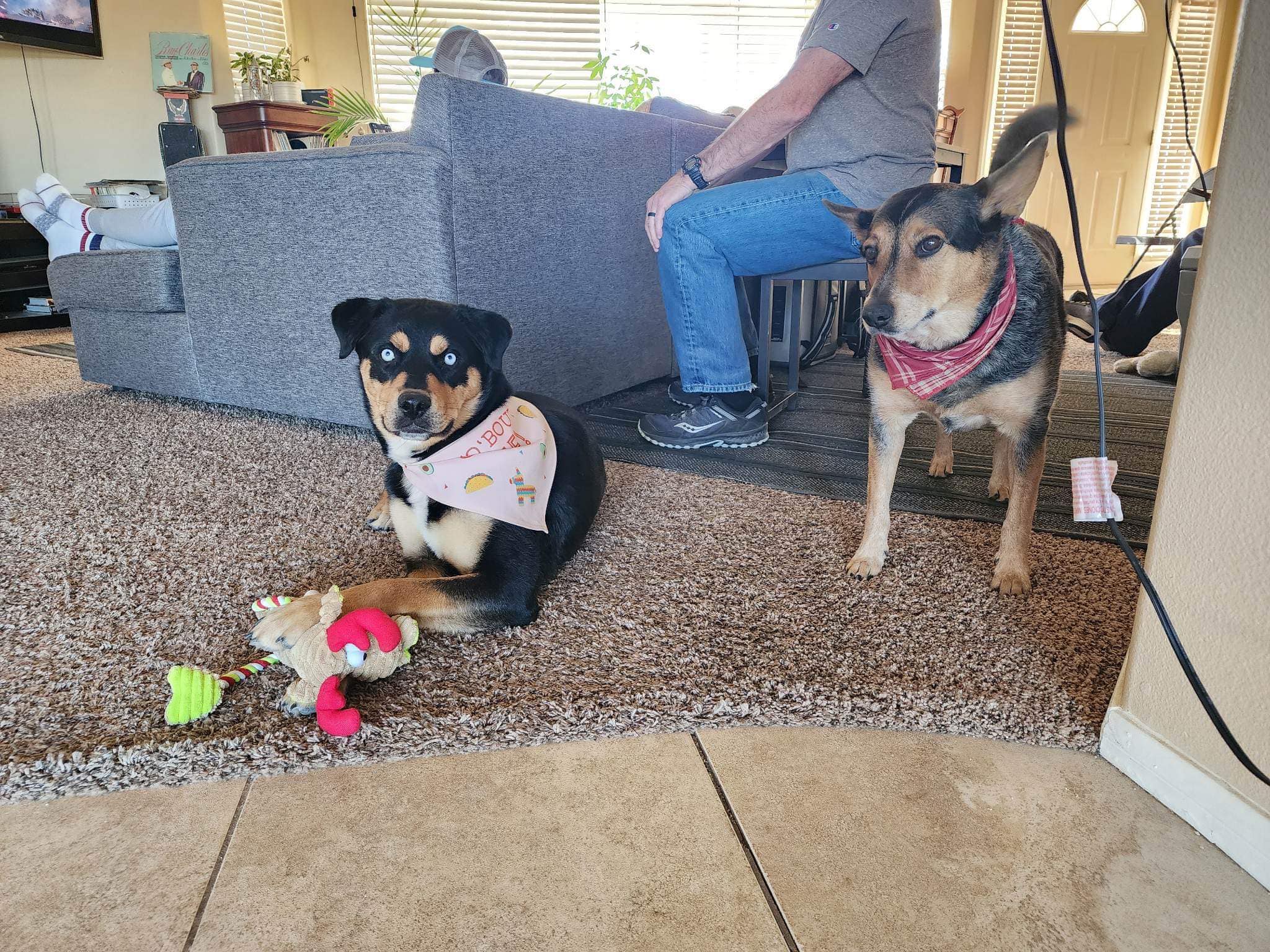 two dogs and owners in house