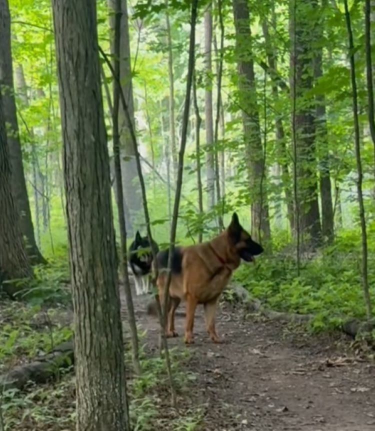 two dogs in forest