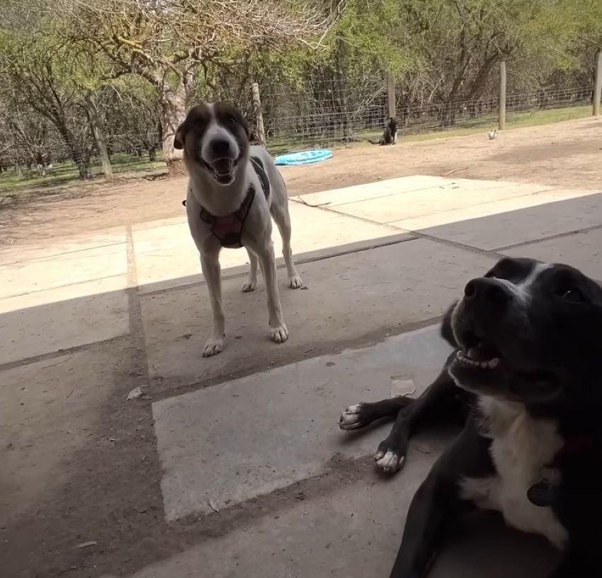 two dogs in the yard