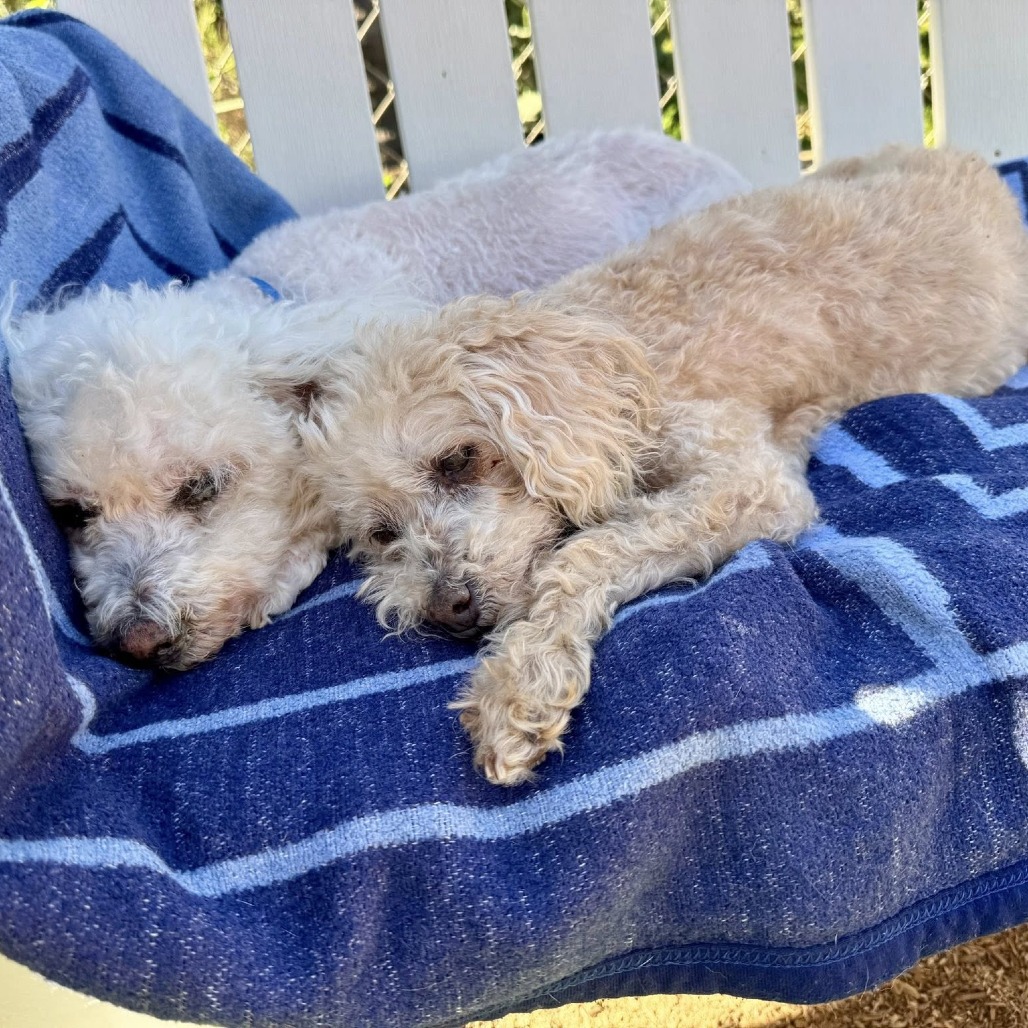 two dogs laying together