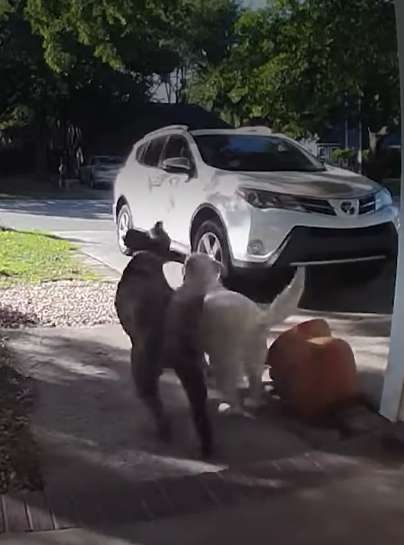 two dogs on porch