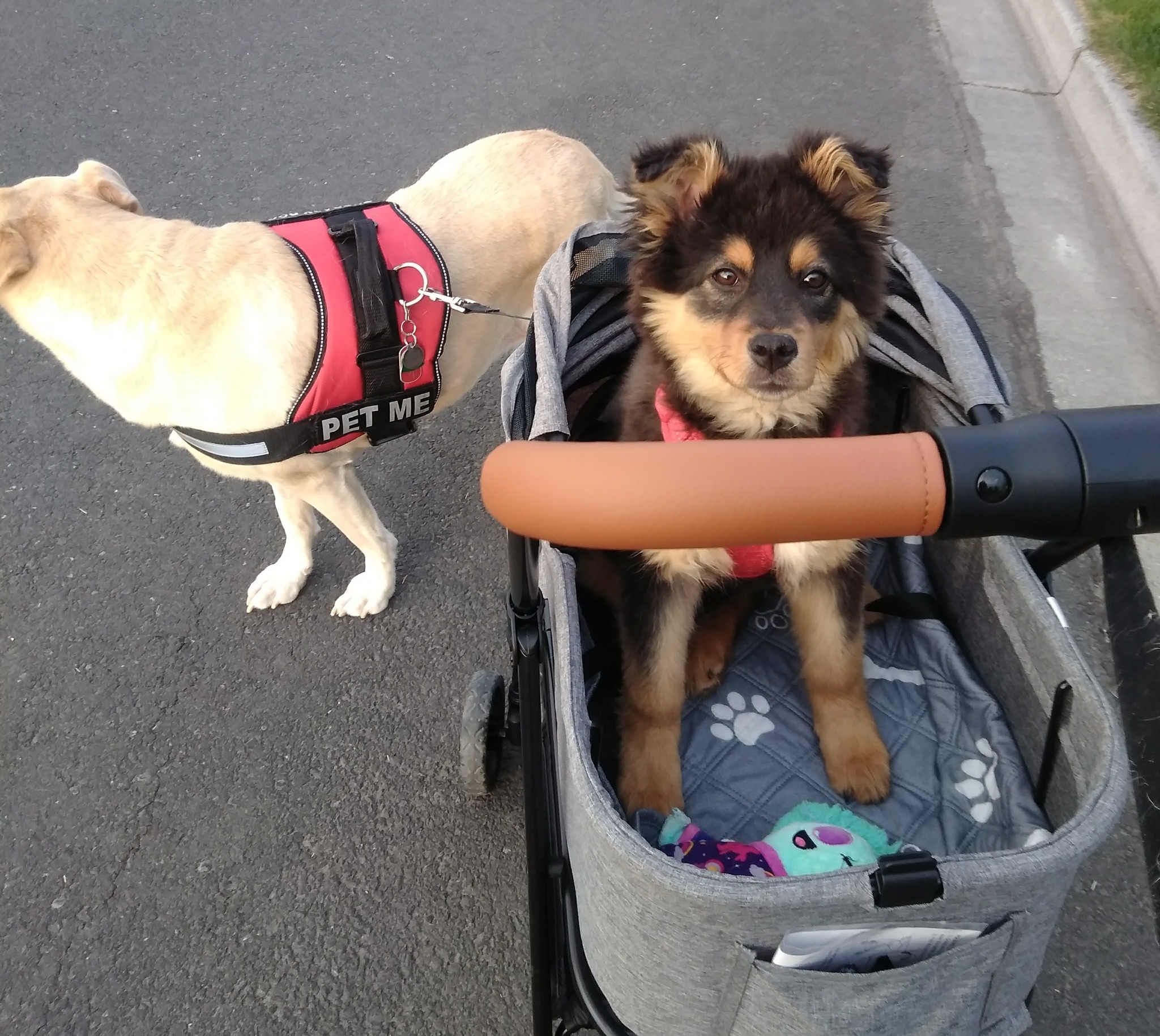 two dogs on street