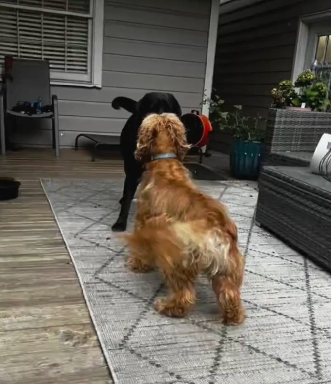two dogs outside