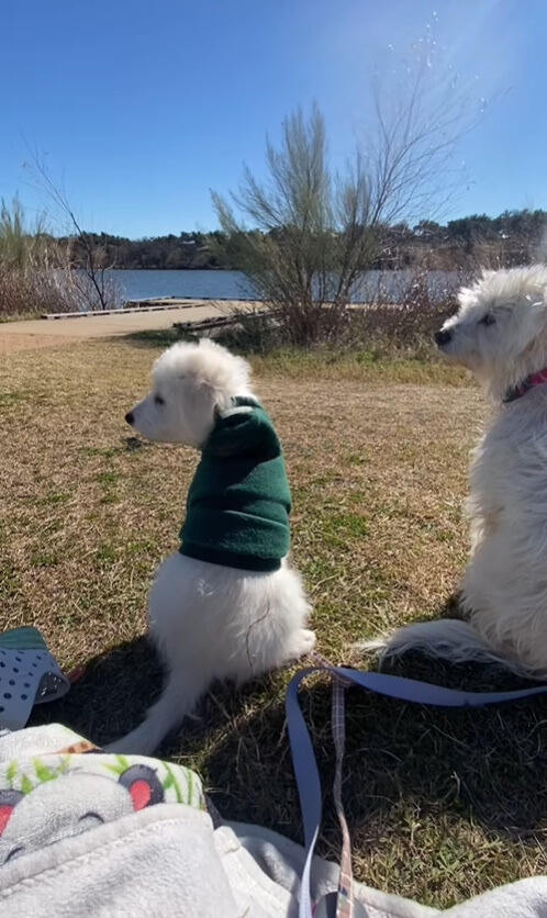 two dogs sitting on grass