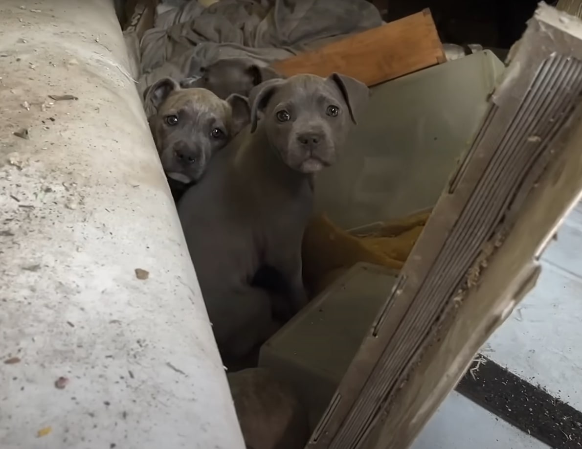 two gray puppies