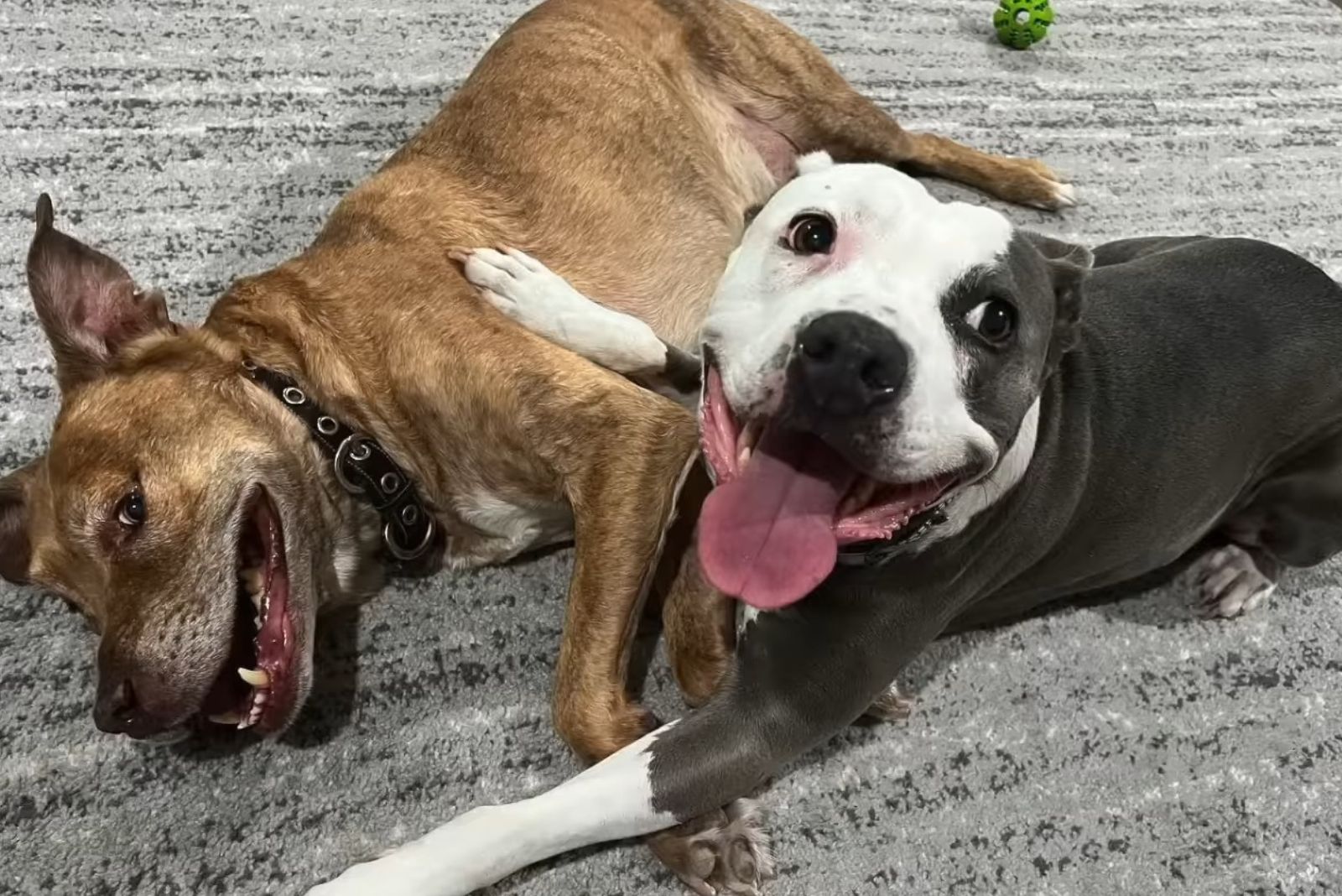 two happy dogs