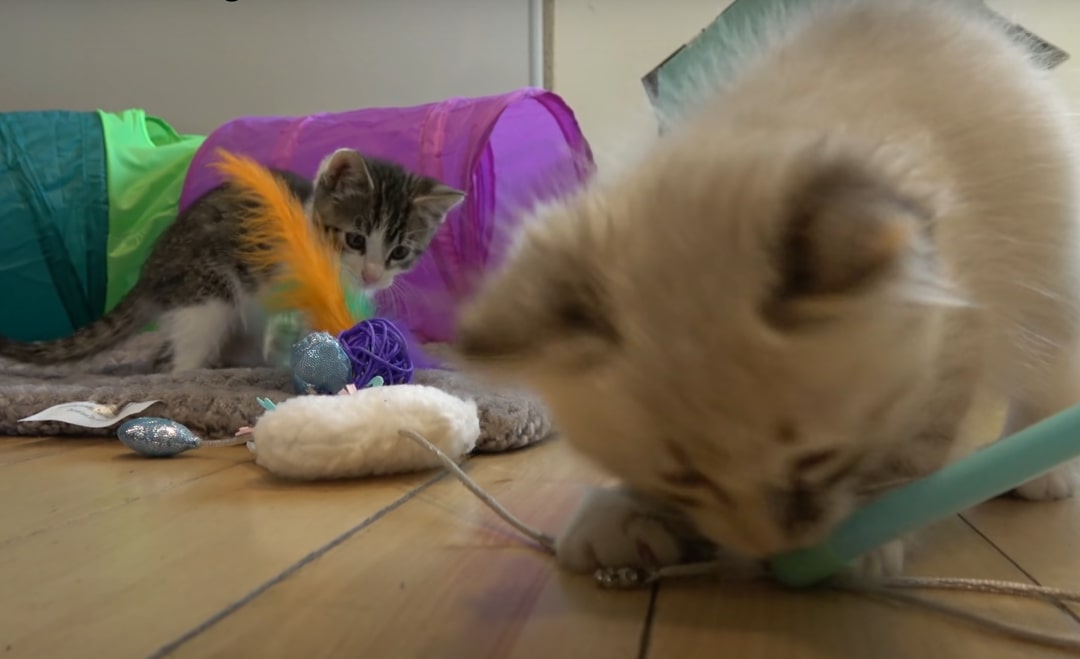 two kittens
