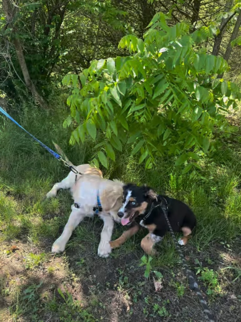 two puppies on a leash