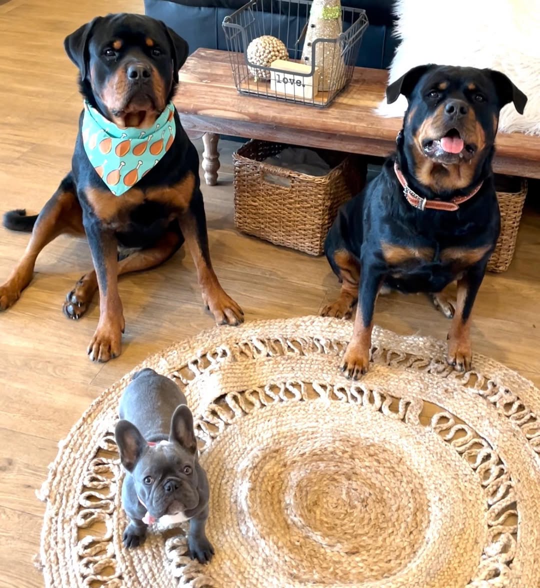 two rottweilers and puppy