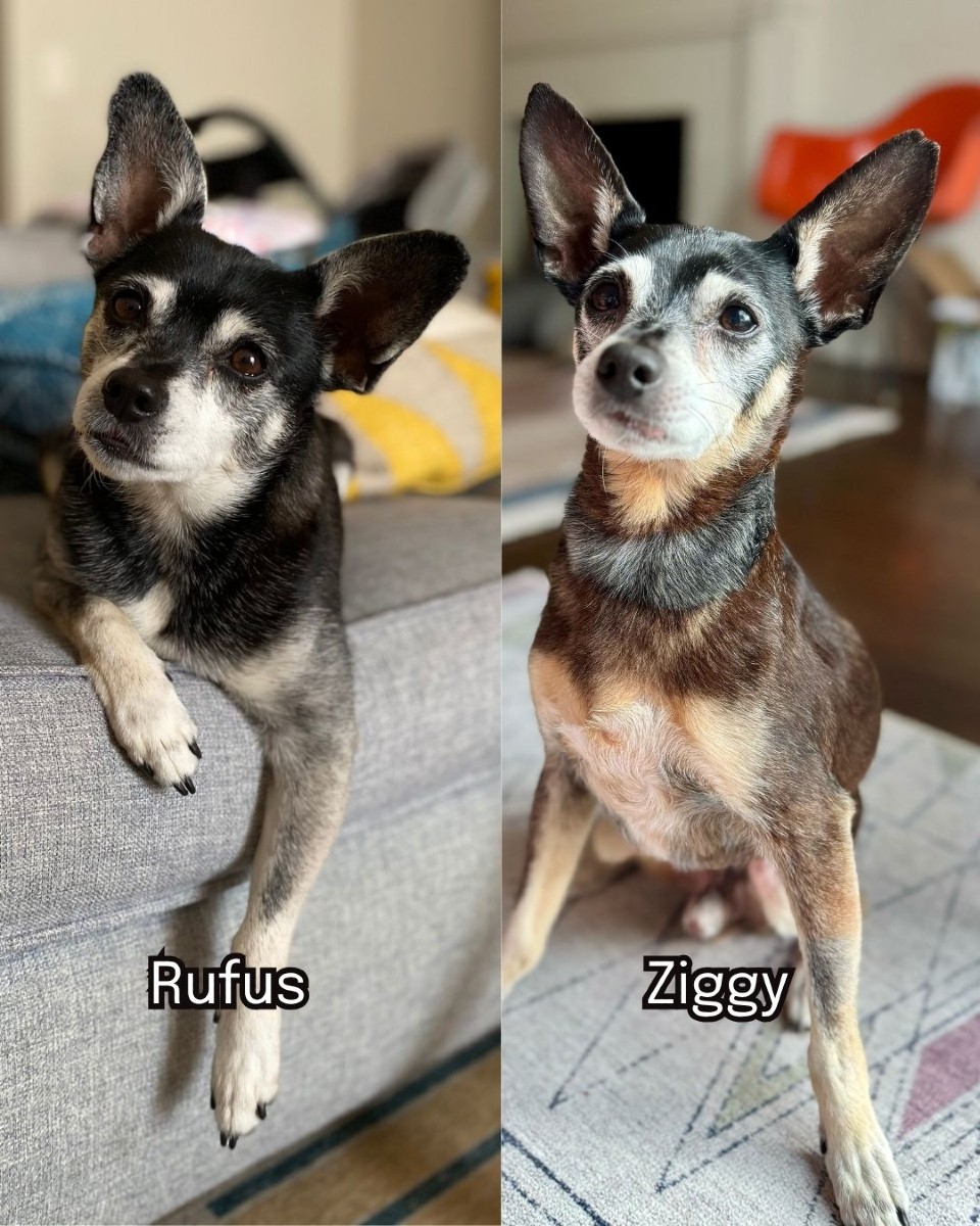 two sweet dogs