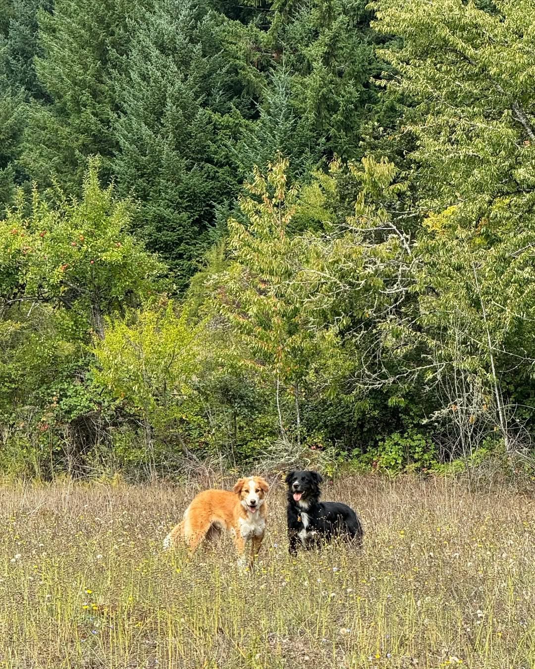 two very sweet dogs