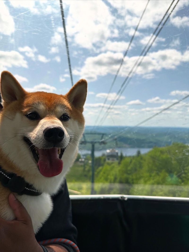 Cable-Car? Meh. Fearless Temperament