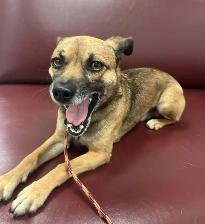 very cute dog on couch