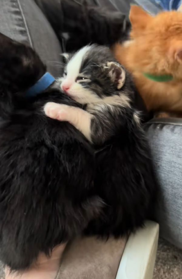 very cute kitten