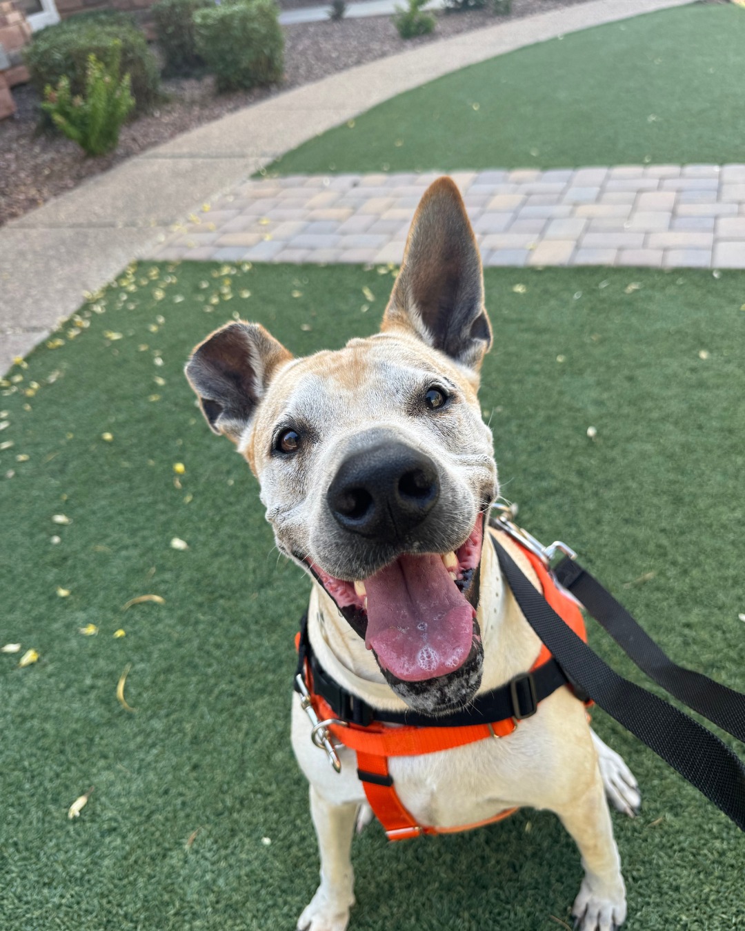 very happy dog