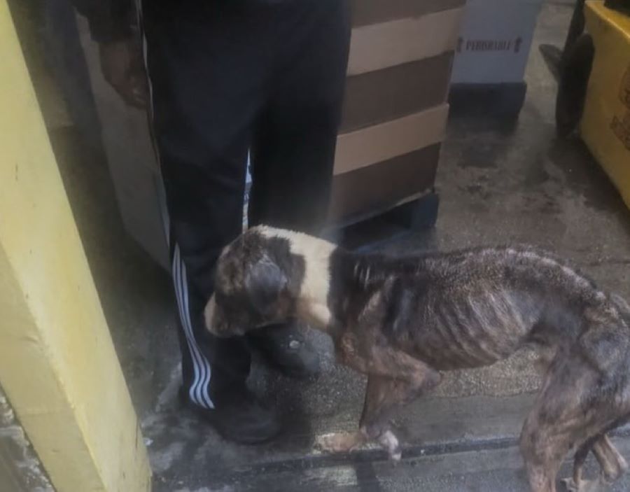 very skinny dog
