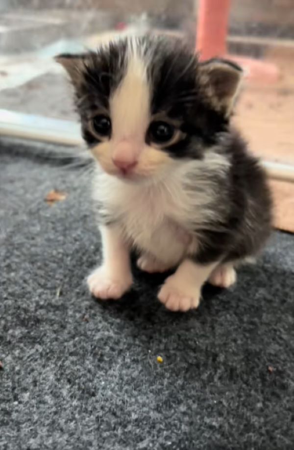 very sweet tiny kitten
