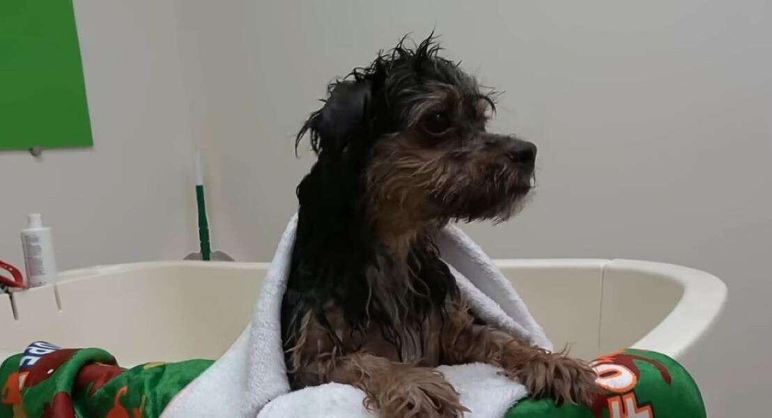 wet dog