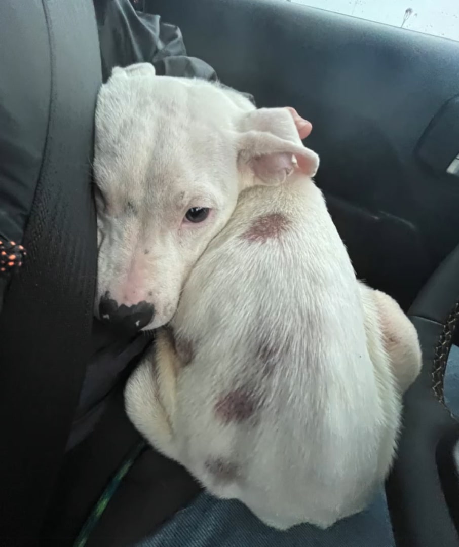 white dog in car
