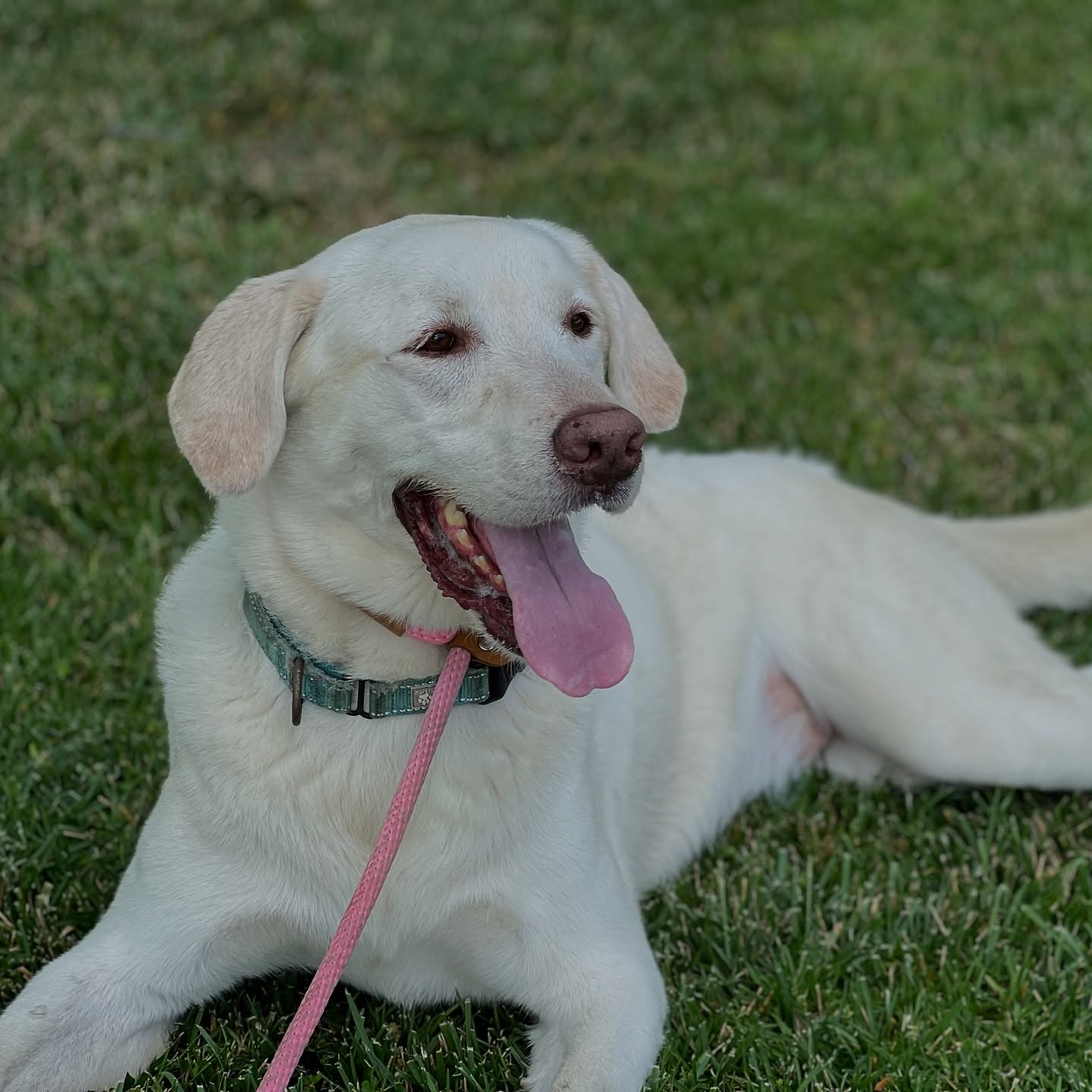 white dog laying down