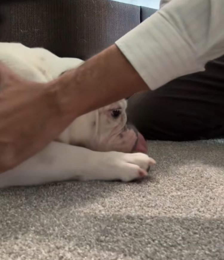white dog laying on the floor