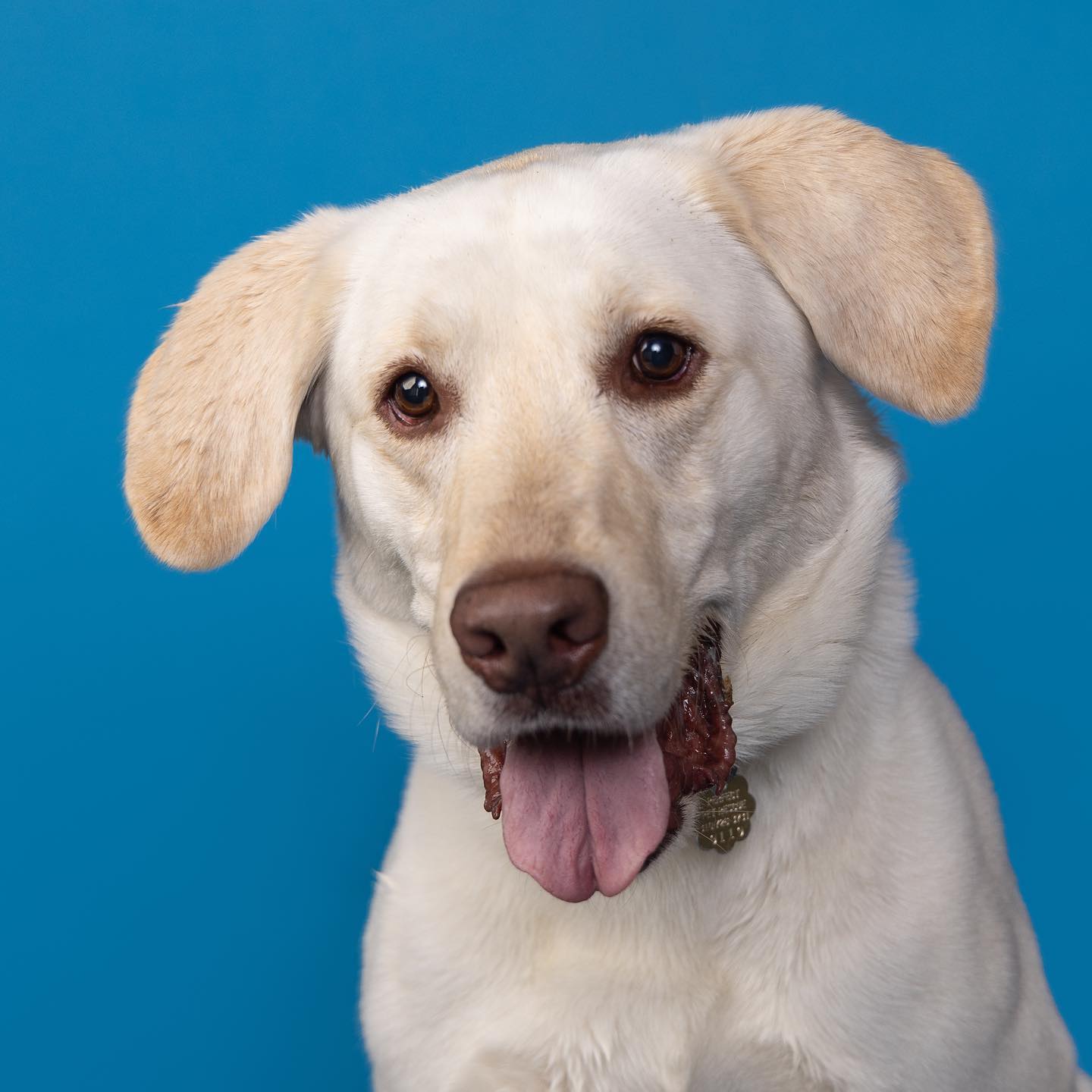 white dog posing for picture