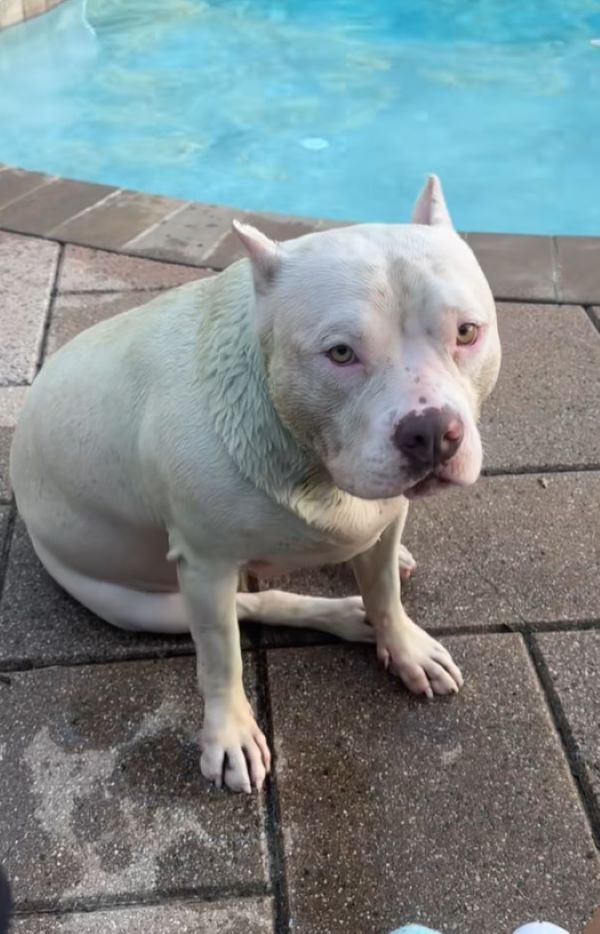 white dog sitting next to a pool