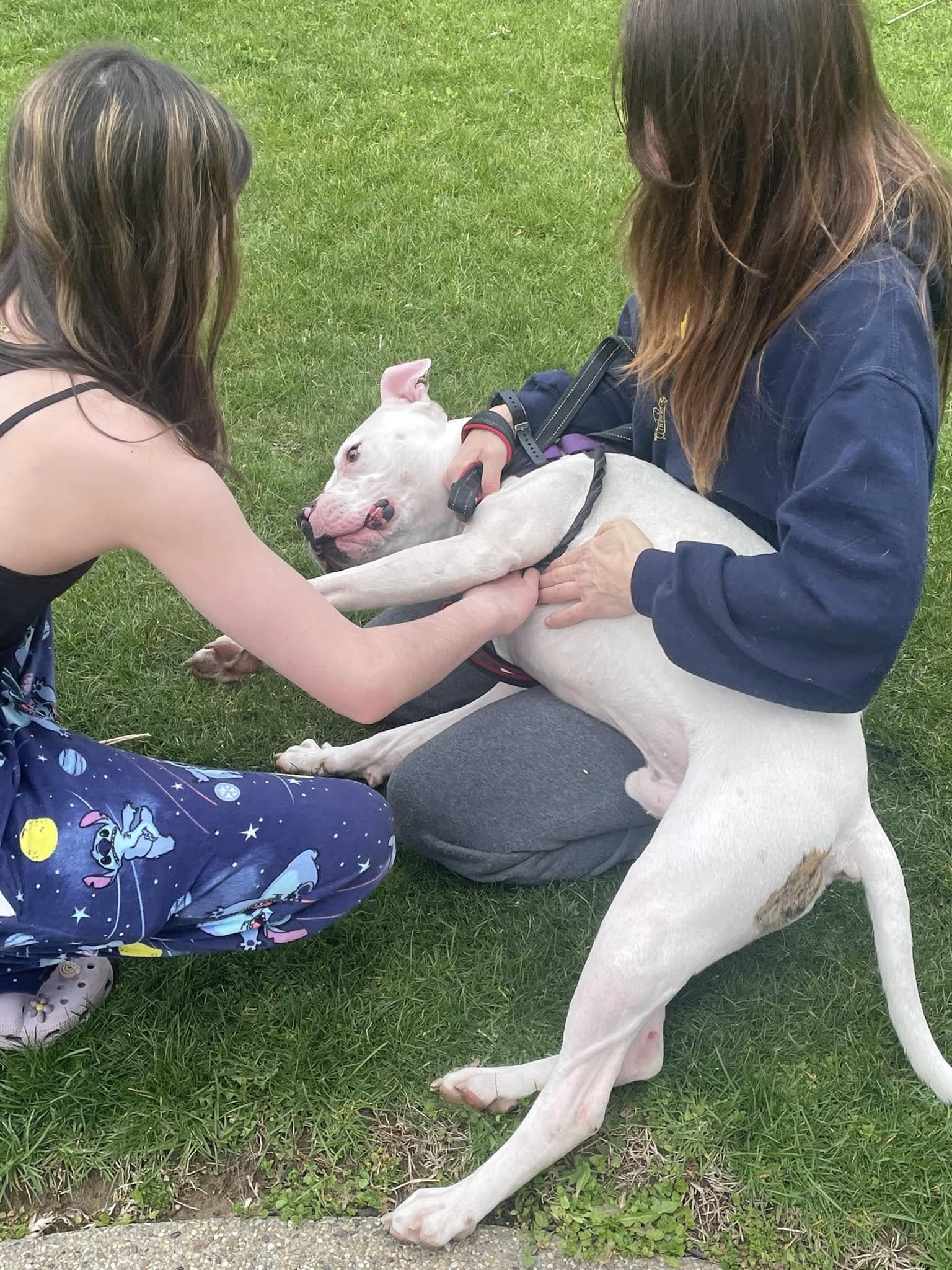 white pittie hanging out with people