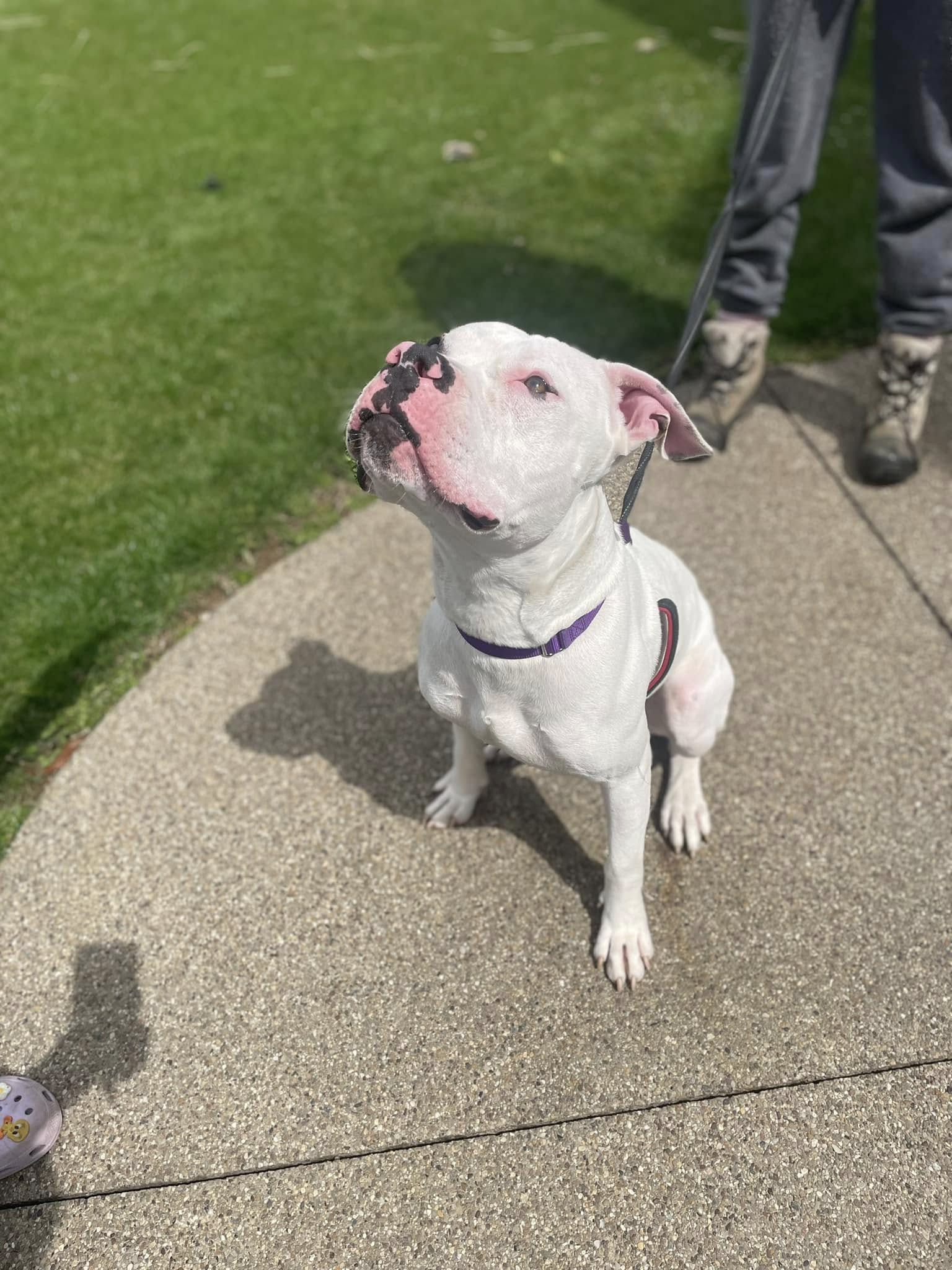 white pittie sitting