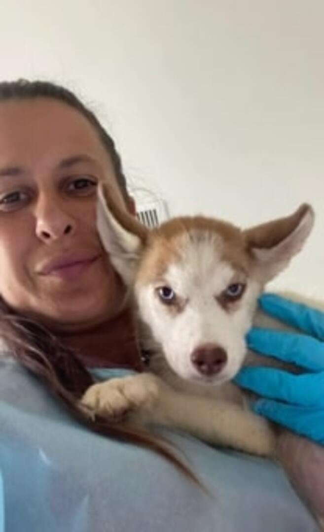 woman and a husky