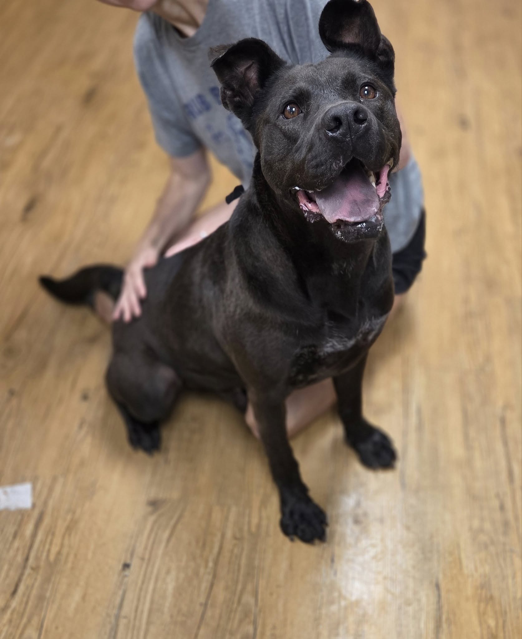 woman and black dog