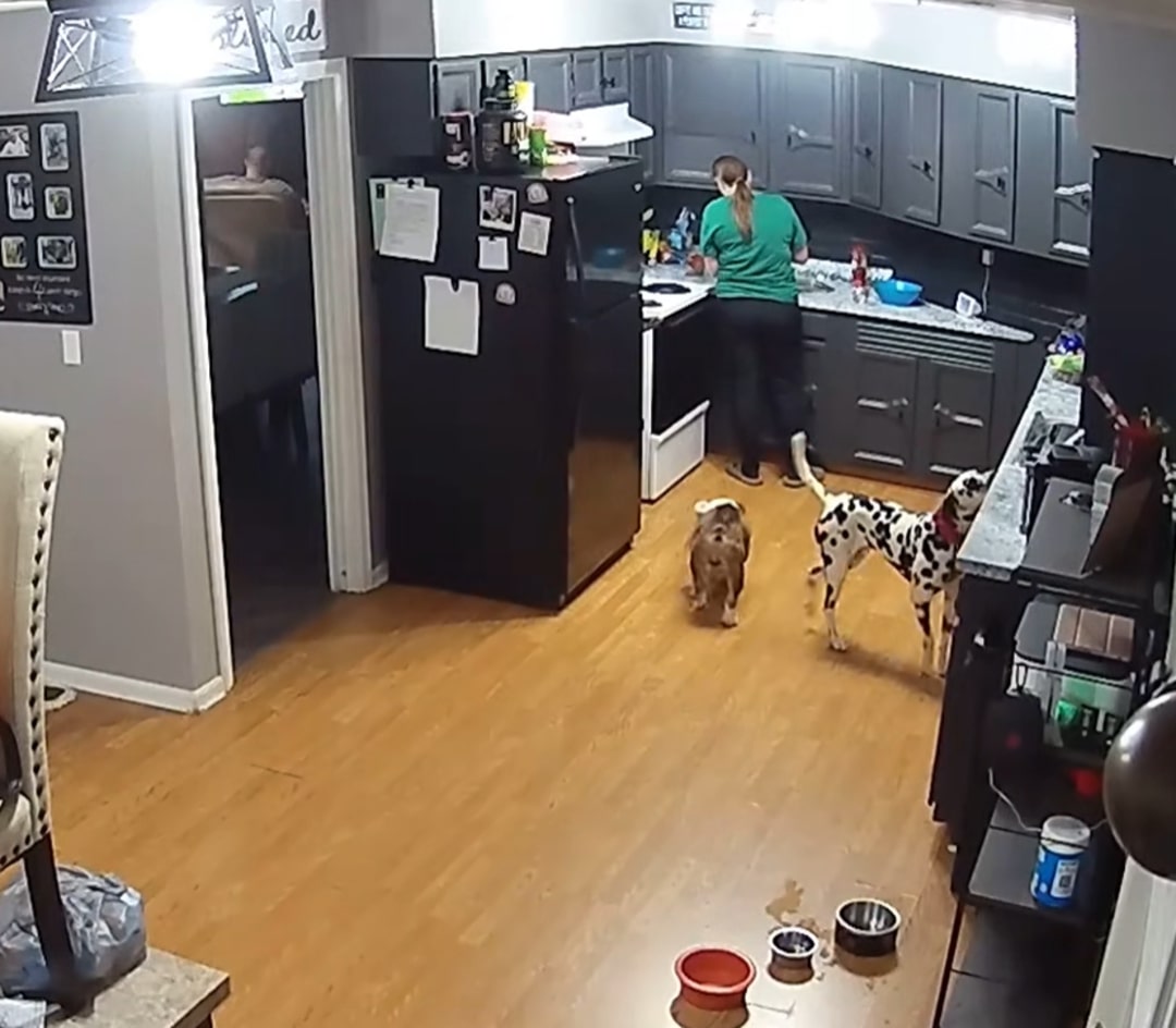 woman and dogs in kitchen