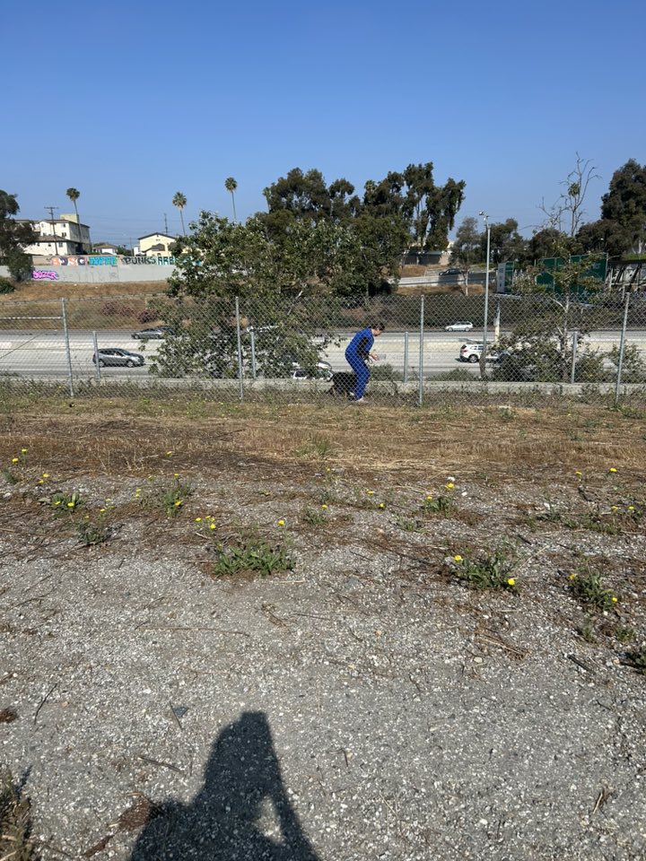 woman and stray dog