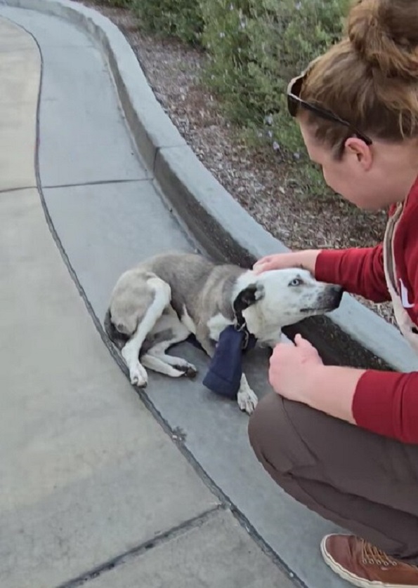 woman helping the pup