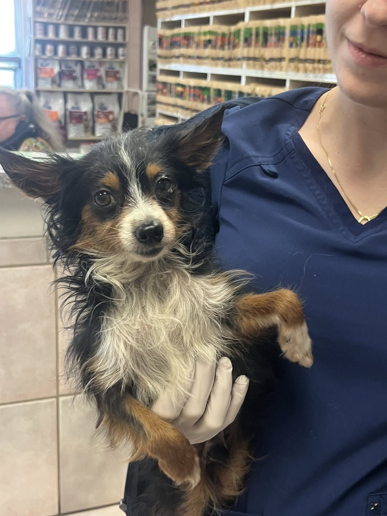 woman holding a dog